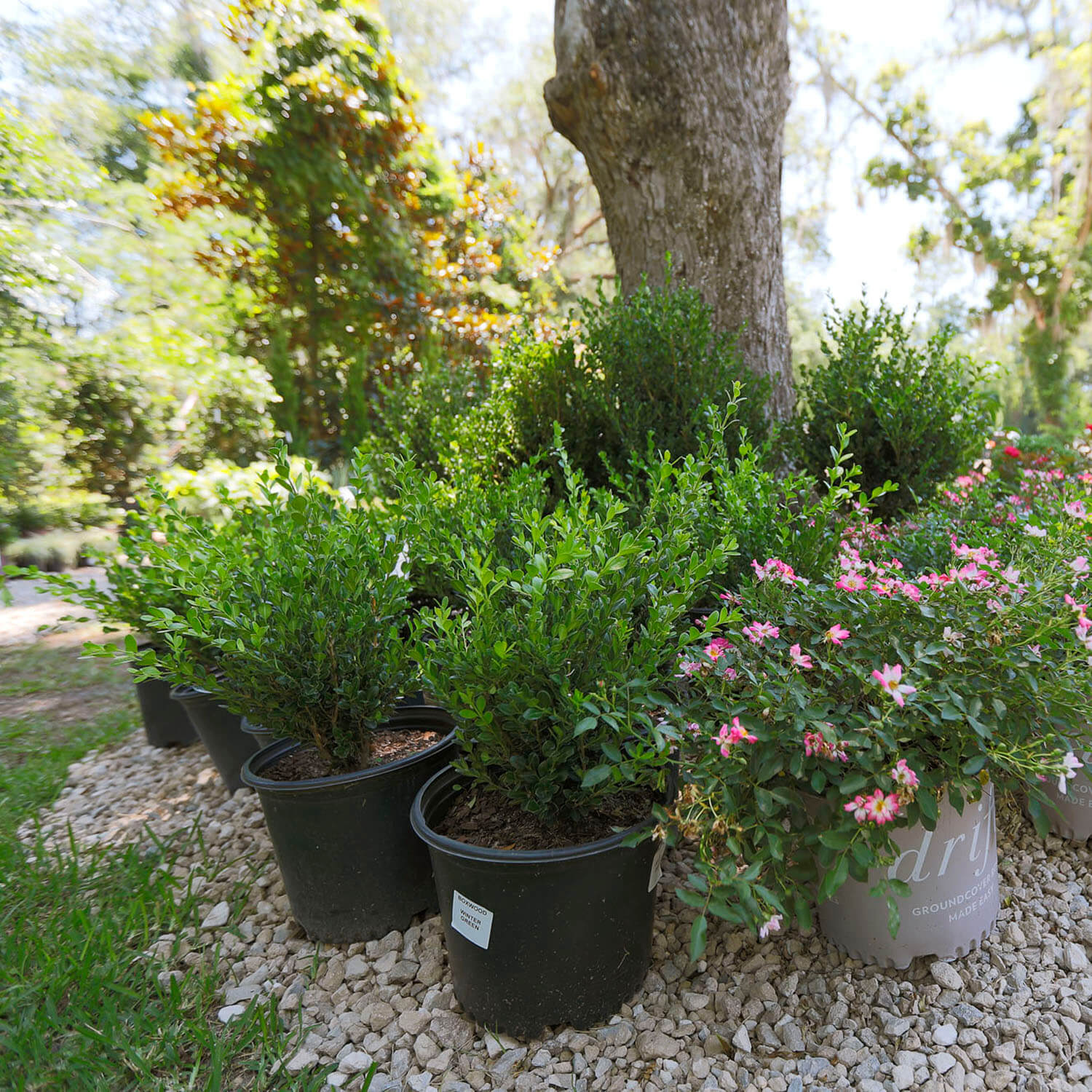 garden center image